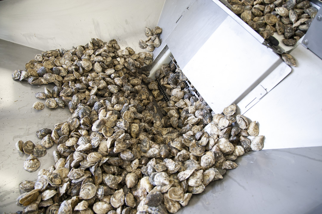 Oyster grading and sorting automatic lines | Cocci Luciano Srl